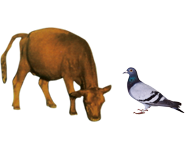 適合鳥(niǎo)類、幼崽