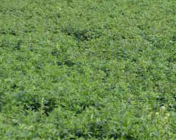牧草、苜蓿草